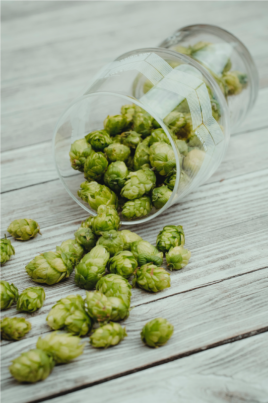 beer glass with hops spilling out